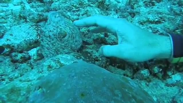 Cute baby octopus lets divers pet it