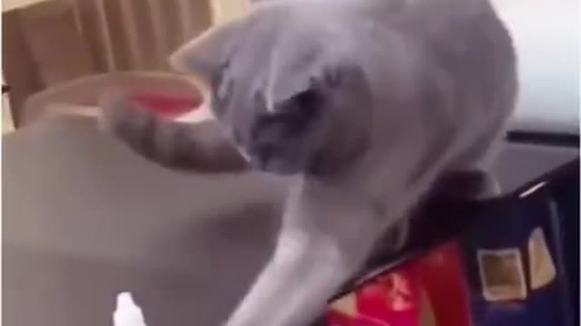 If the cat made a mistake, the owner explained it in his own way