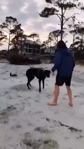 Great Dane playing on the beach