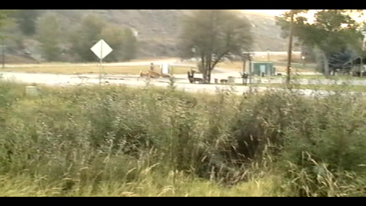 Eureka Deer crossing