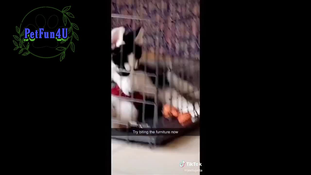 Dog Cage funny