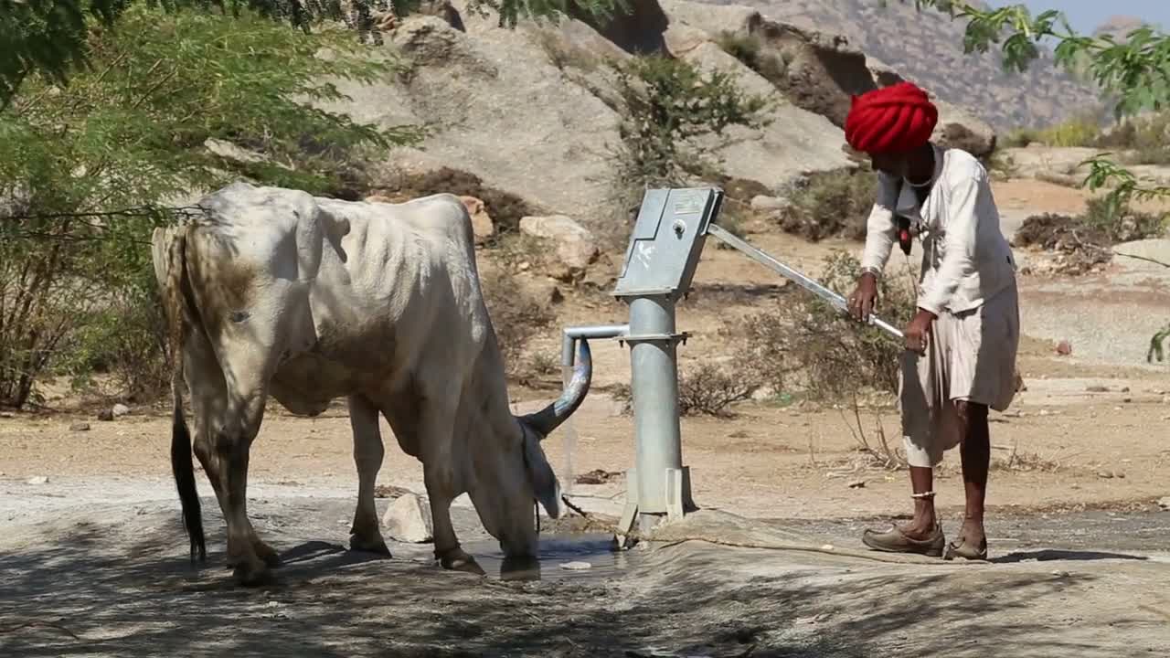 Man drawing water from pumping station for a thirsty cow at field in Jodhpur