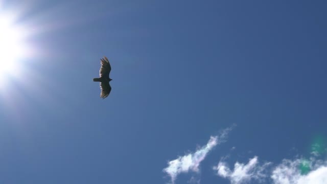 Eagle gliding in a clear sky, bottom view