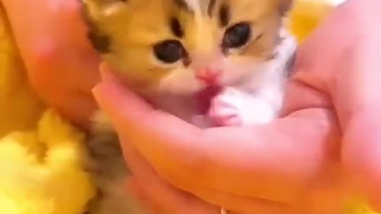 Cute kitten