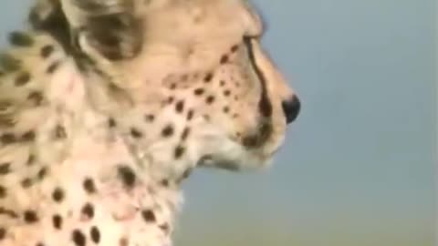 Cheetah Full Speed || Fastest Animal in the world #cheetah #shorts