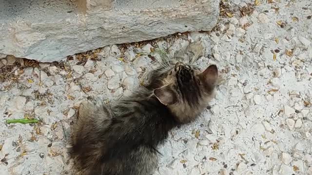 Baby cat enjoying funny movement