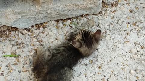 Baby cat enjoying funny movement