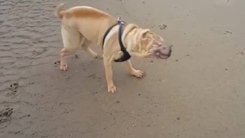 Brown dog shaking in slow motion at the beach