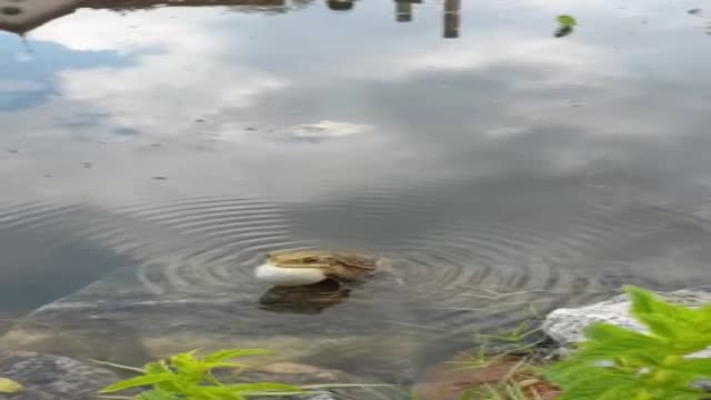 Singing toads in the water