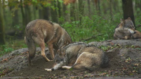 Wolf carnivors live in groupe American wild