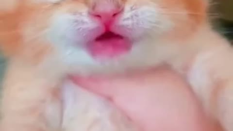 cat crying