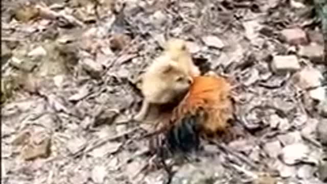 Cute pet animals | Dog Hen Fight ♥️4 by i love cute animals