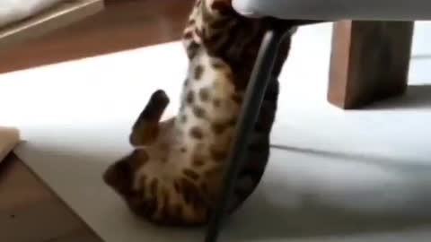 Funny cats playing with curtain 😂🤣