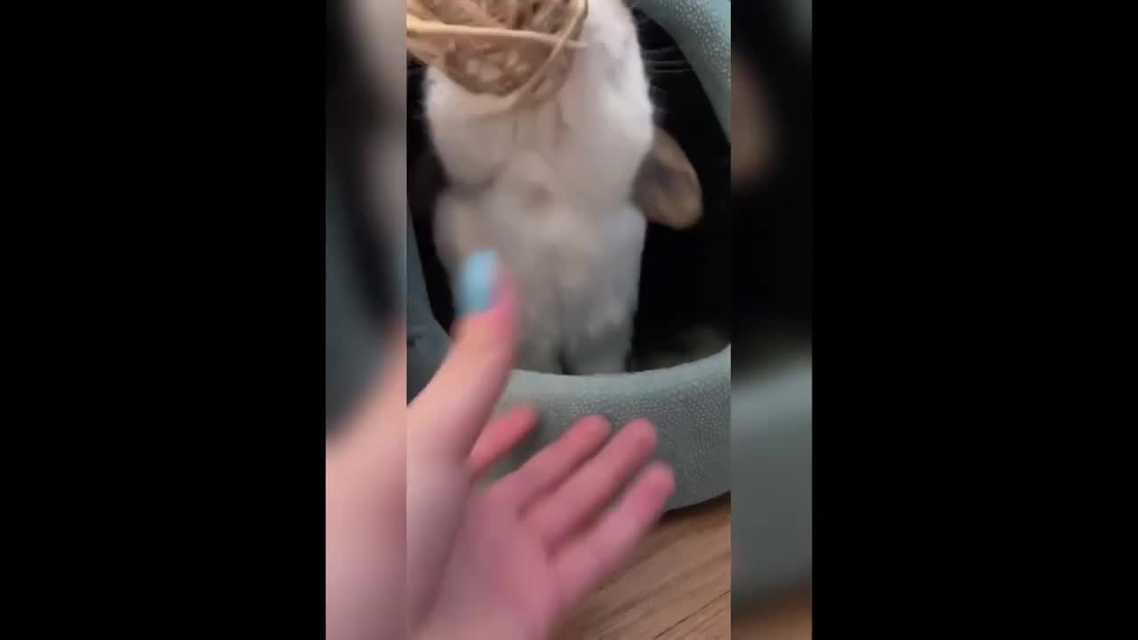 CUTE BUNNY RABBIT DOES WHAT !?