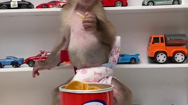 Zozo monkey eat snack #short #animals #satisfying