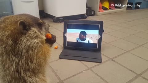 Groundhog eating and watching starwars