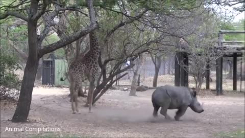 CUTEST RHINO BABY