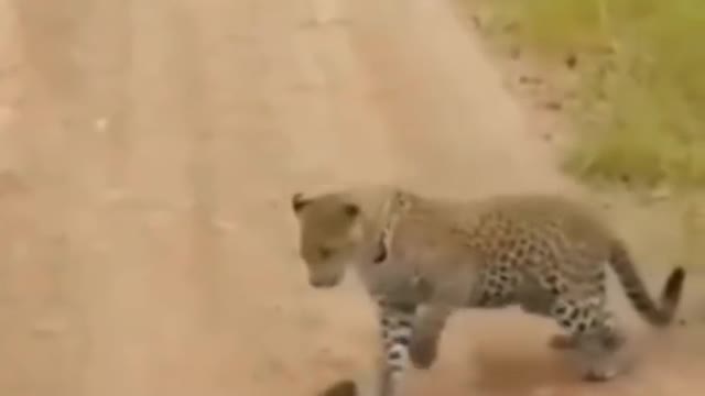 Leopard funny attack - World of animals