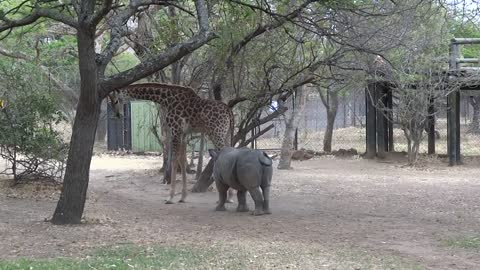 A giraffe 🦒 kicked naughty Rhino 🦏