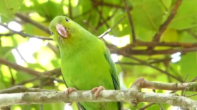 Brazilian fauna of the backwoods PERIQUITO SELVAGEM animal wild bird curious animal brazilian brazil