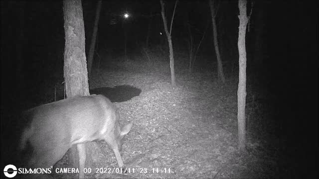 Backyard Trail Cam - Young Buck Visits Yard