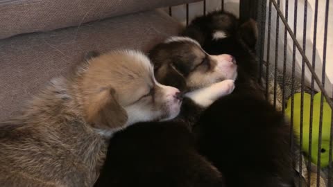 puppy corgi sleeping1