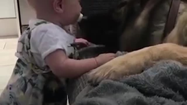 Big Dog Loves His Little Baby Girl - The Dodo