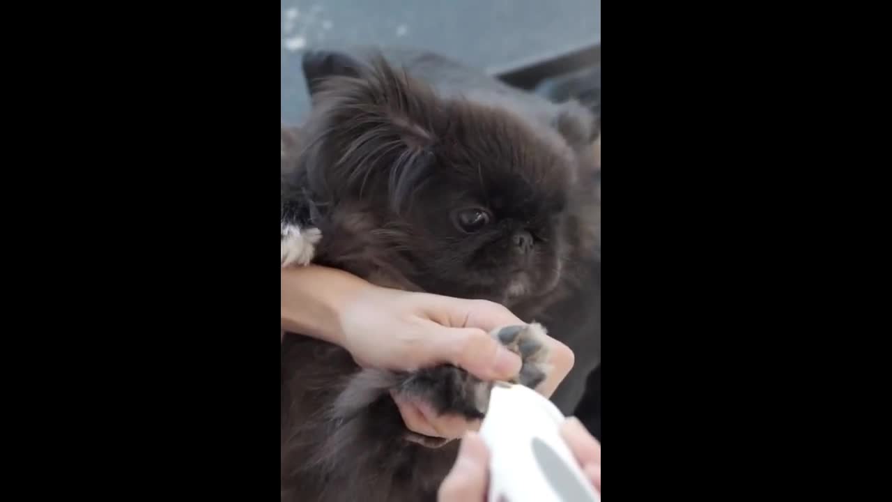 dog trims its nails