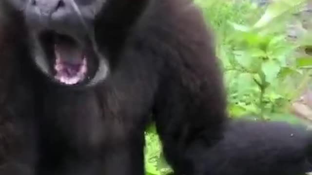 Funniest Monkey Videos