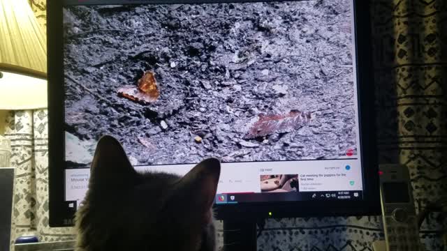 Sissie Enjoys Videos on the Computer Screen.