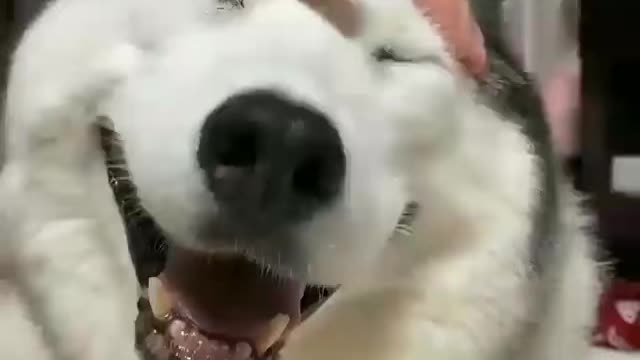 Petting good boi