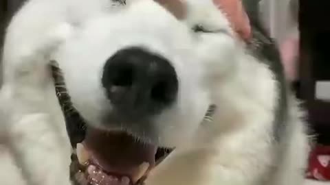 Petting good boi