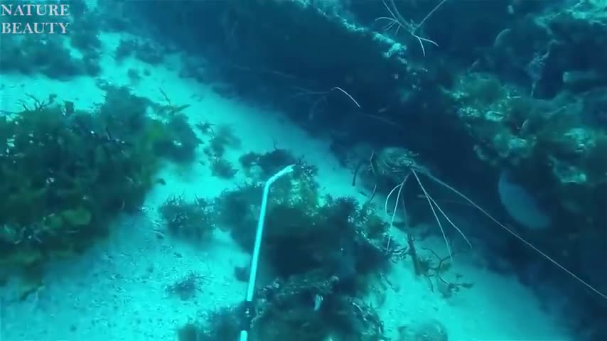 Big Octopus Hunting