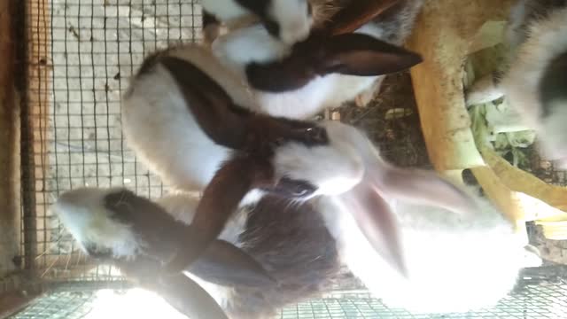 Funny Time with my rabbits