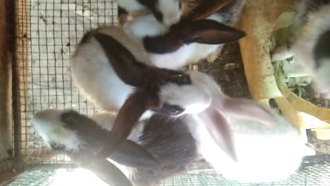 Funny Time with my rabbits