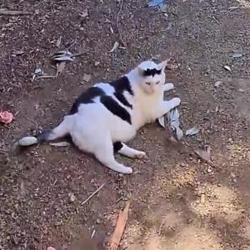 Kucing Gemuk Lagi Tiduran