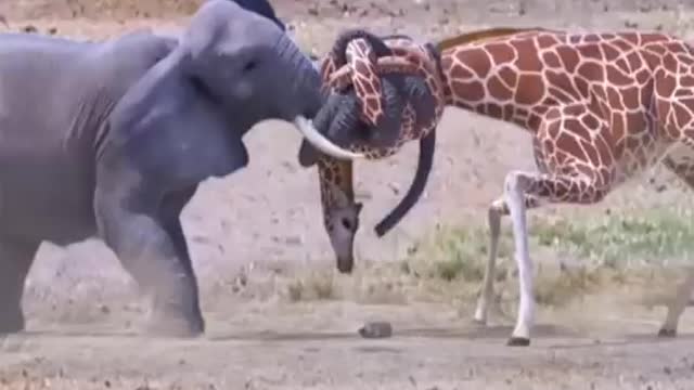 Giraffe vs elephant