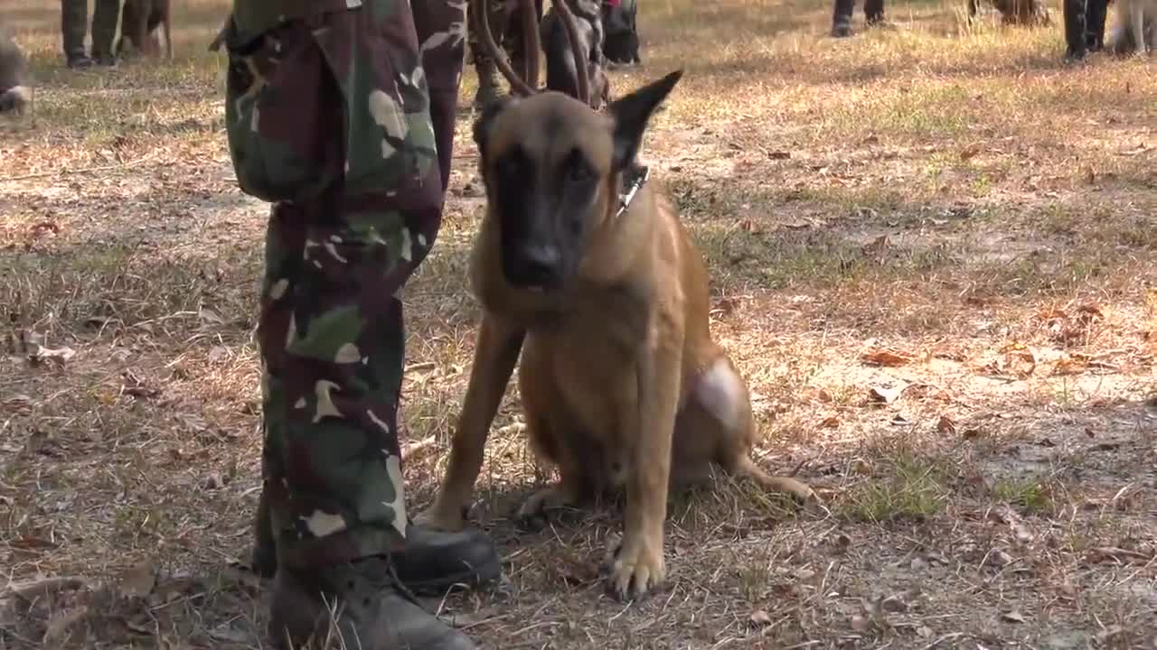 K9 excellent training