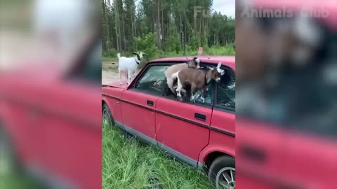 Best Funny Animals Videos - Cute Cats😹 and Crazy Dogs🐶