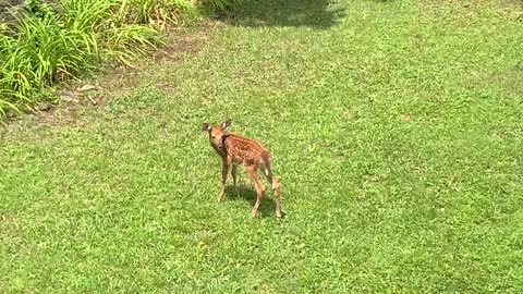 Lady and Scamp getting their exercise NW NC High country God’s country
