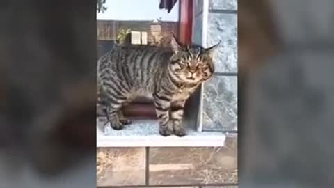 videos cats talking😂😂best video funny compilation 2021 (Try not to laugh)