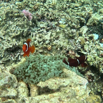 Snorkeling with Clownfish: Exploring Nature’s Aquatic Gems