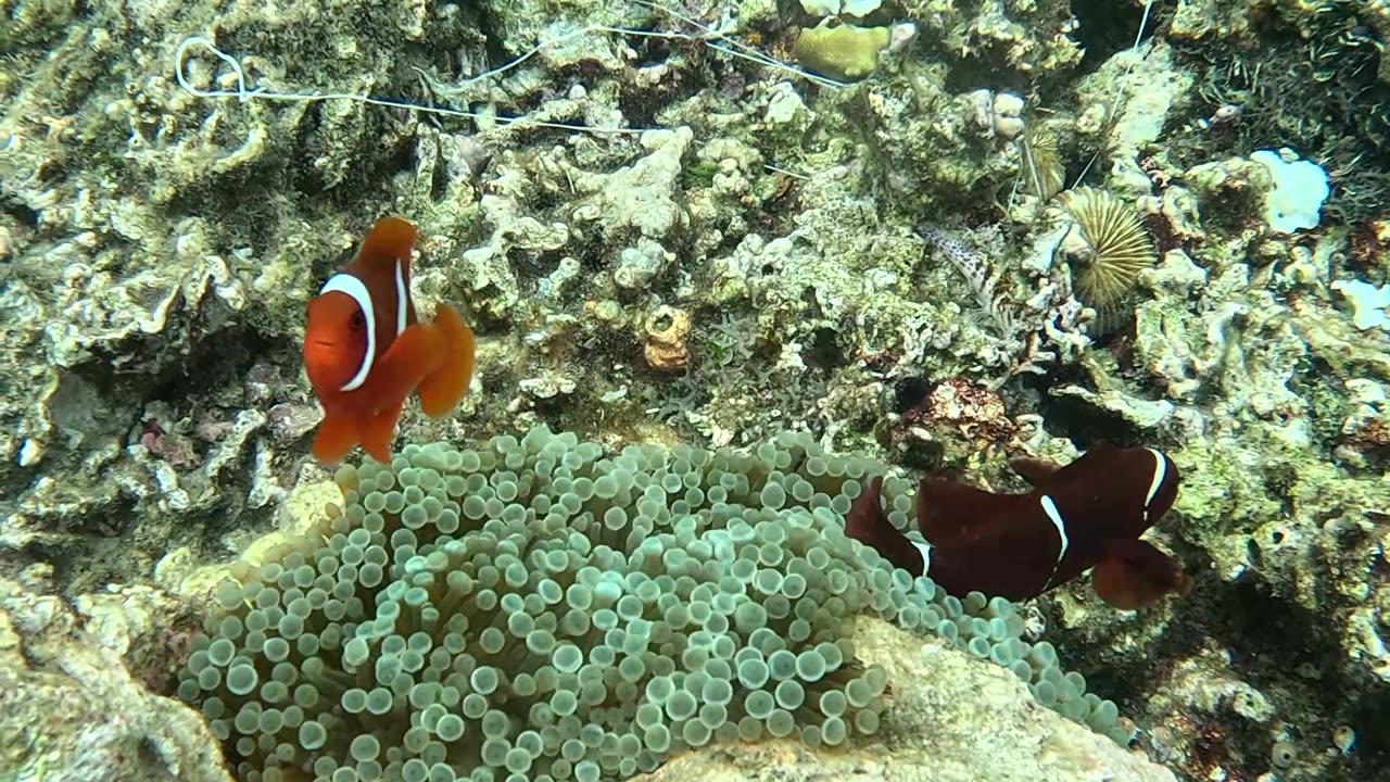 Snorkeling with Clownfish: Exploring Nature’s Aquatic Gems