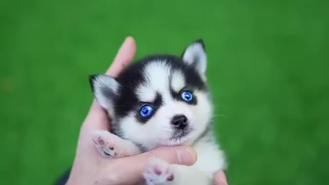 Real Micro Husky Puppy - So Tiny and Adorable!