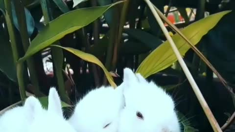 Cute rabbit 🐰 video