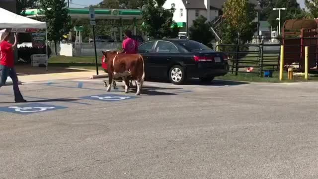 Taking a Bull Feed Shopping