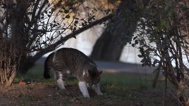 Digging cat beside the tree night time