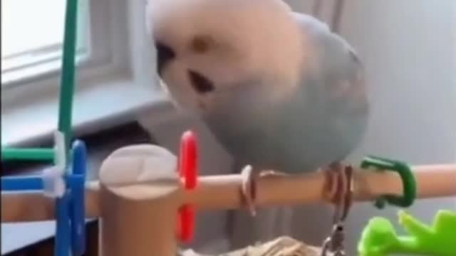 Parrot imitating a lion's voice