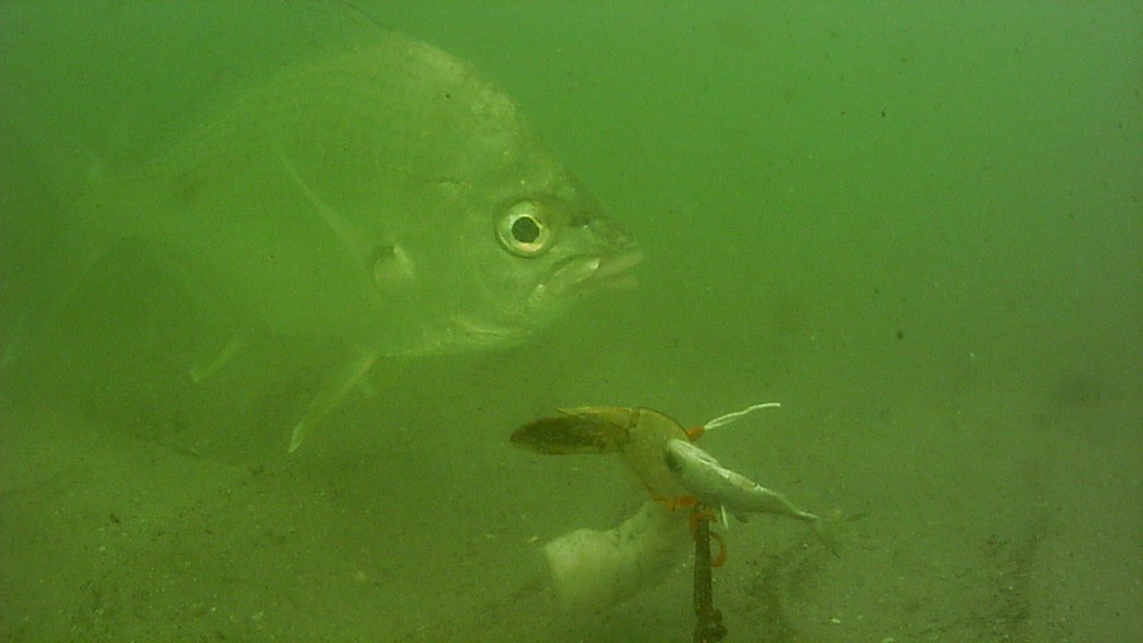 Jetty Park Pier very low visibility 2-28-2021