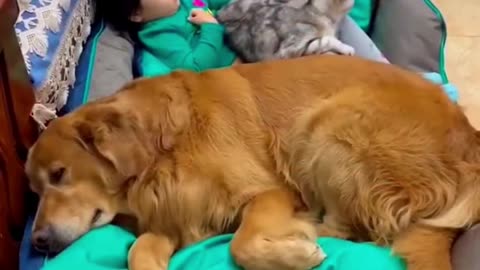 Baby cuddles to sleep with cat and dog friends